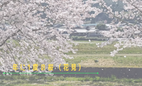 年に1度の桜（花見）