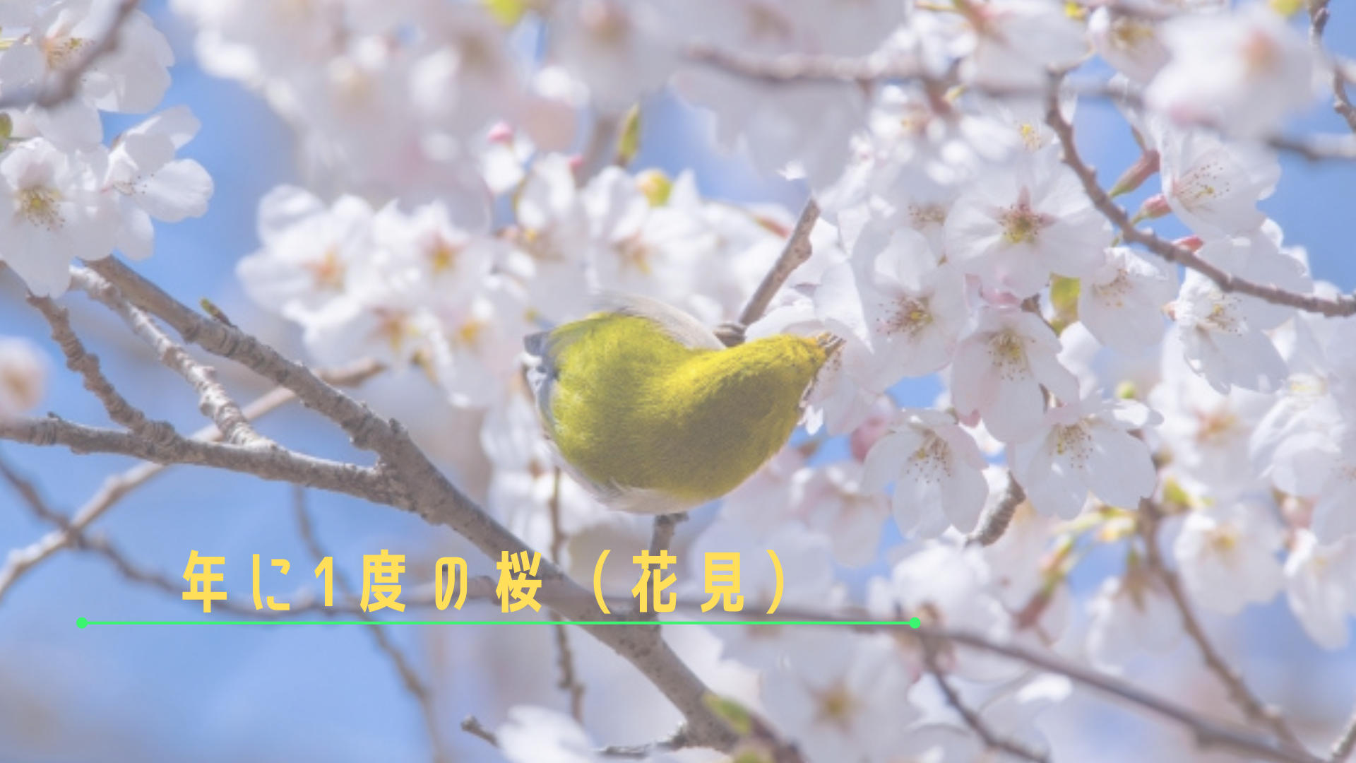 年に1度の桜（花見）